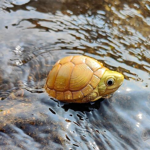Animal Heavenly Body Series 19 Turtle Chubby Miniature - تمثال Terrapin لديكور المكاتب المنزلية ، النحت الواقعية (Cuora McCordi - McCord’s Box Turtle) in Kuwait