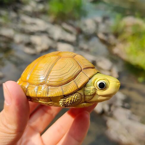 Animal Heavenly Body Series 19 Turtle Chubby Miniature - تمثال Terrapin لديكور المكاتب المنزلية ، النحت الواقعية (Cuora McCordi - McCord’s Box Turtle) in Kuwait
