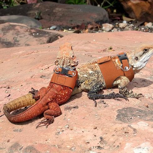 3 Sizes Bearded Dragon Harnesses and Leash Set, Adjustable Soft Leather Lizard Leash Harness Small Animal Walking Vest with Traction Rope for Small Reptiles Squirrel Rat Bearded Dragon Lizard in Kuwait
