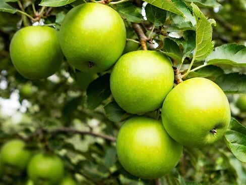 Crisp Green Apple Solid Perfume – All Natural, Phthalate-Free Fragrance | Long-Lasting, Highly Scented, Layerable Balm | Portable & Travel-Friendly 0.3 oz Tin in Saudi Arabia