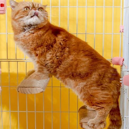 Cat Climbing Steps Scratching Tree - 2pcs Scratching Steps Sisal Hemp Cage Shelf Ladder Pets Perch Furniture Inside The cage with Install Screws (M) in Kuwait