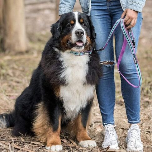 مقود الكلاب المخطط متعدد الألوان العاكس 3M من Blueberry Pet مع مقبض ناعم ومريح، 5 أقدام × 3/4 بوصة، بنفسجي وأزرق نهري، متوسط، مقاود للكلاب in Kuwait