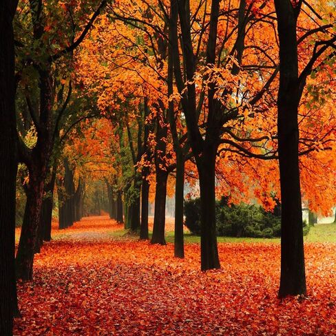 Falling Leaves Fragrance Oil (16 oz Bottle) for Candle Making, Soap Making, Tart Making, Room Sprays, Lotions, Car Fresheners, Slime, Bath Bombs, Warmers… in Saudi Arabia