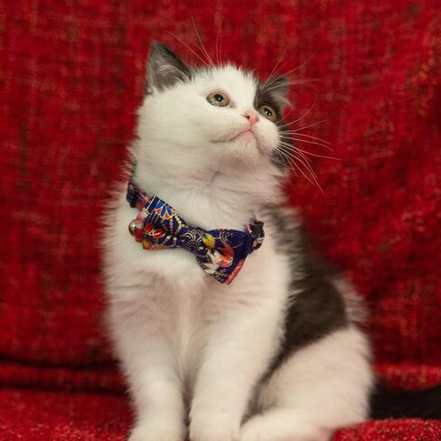 طوق للقطط المنفصل للحيوانات الأليفة مع جرس Bowtie القابل للفصل السلامة القابلة للتعديل هريرة جرو الفتاة 2pcs النمر الوردي ونقي in Saudi Arabia