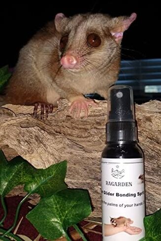 Sugar Glider Bonding Spritz, Eucalyptus Scent, 2oz, Made in The USA. in Saudi Arabia