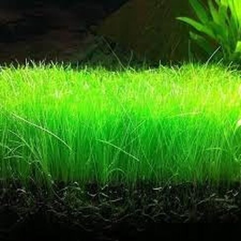 Dwarf Hairgrass Live Aquarium Plant, Natural Carpet Grass for Fish Tank in Saudi Arabia