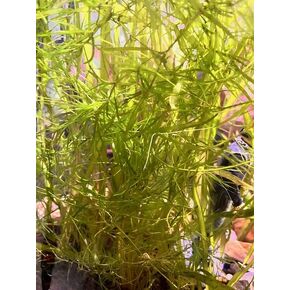 Guppy Grass (Najas Guadalupensis) - طلب 2 ، سأشحن لك 3 - نبات أكسجين سريع النمو - رعاية سهلة العائمة أو الجذور بحجم الساندويتش in Kuwait