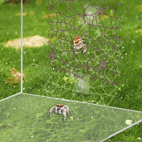 6 أجزاء من إكسسوارات موائل العنكبوت ، قفز الشريط Moss Moss القفز مع 6 أجزاء من العناكب حاوية الموائل لسبودات Spoods Clings Climbing (3pcs Green + 3pcs Brown) in Saudi Arabia