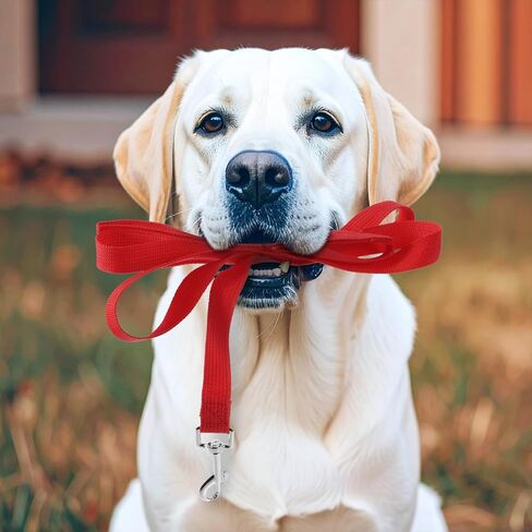 12-Pack Nylon Dog Training Leash Set, 5 ft Leashes in 12 Colors for Puppy Training, Play, Camping, and Backyard Use (Colorful) in Kuwait