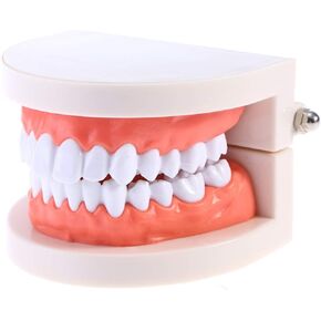 Toyvian Standard Teeth Model Adult Standard Typodont Demonstration Denture Model for Kids Dental Teaching Supplies, Clean Display, Education, Study