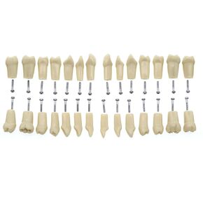 32pcs Removable Typodont Teeth Compatible With Kilgore Nissin Dental Practice and Teaching Replace Detachable Model (28pcs teeth)