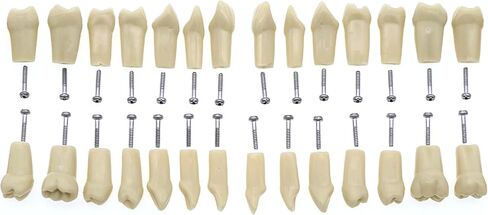 32pcs Removable Typodont Teeth Compatible With Kilgore Nissin Dental Practice and Teaching Replace Detachable Model (28pcs teeth) in Kuwait