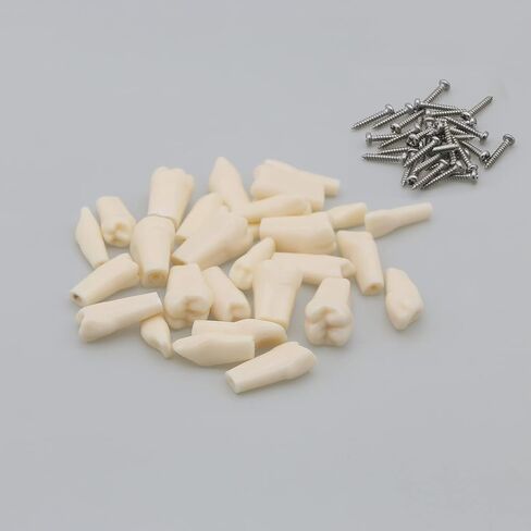 32pcs Removable Typodont Teeth Compatible With Kilgore Nissin Dental Practice and Teaching Replace Detachable Model (28pcs teeth) in Kuwait