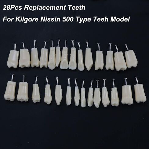 32pcs Removable Typodont Teeth Compatible With Kilgore Nissin Dental Practice and Teaching Replace Detachable Model (28pcs teeth) in Kuwait
