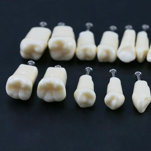 32pcs Removable Typodont Teeth Compatible With Kilgore Nissin Dental Practice and Teaching Replace Detachable Model (28pcs teeth) in Kuwait