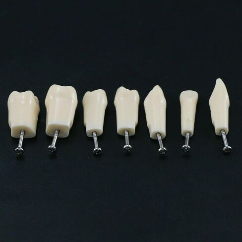 32pcs Removable Typodont Teeth Compatible With Kilgore Nissin Dental Practice and Teaching Replace Detachable Model (28pcs teeth) in Kuwait