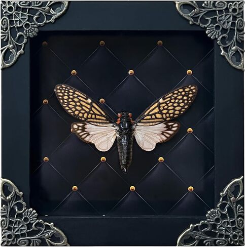 Real Cicada Tailanga Taxidermy Rhombus Frame Dried Insect Shadow Box Beetle Bug Black Wooden Specimen Room Display Oddity Tabletop Standable Wall Hanging Home Decor K12-63-NEM in Saudi Arabia