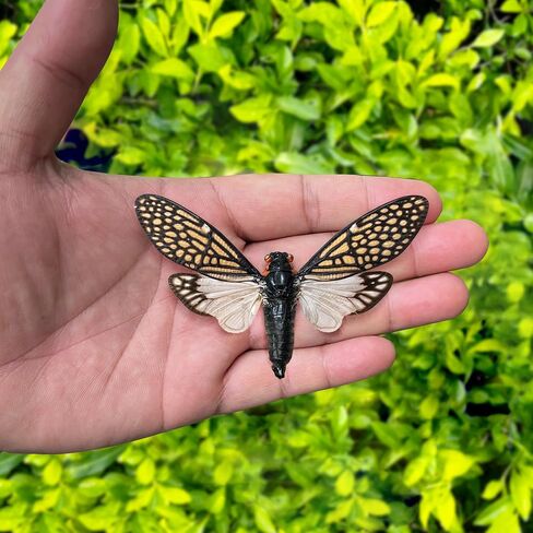Real Cicada Tailanga Taxidermy Rhombus Frame Dried Insect Shadow Box Beetle Bug Black Wooden Specimen Room Display Oddity Tabletop Standable Wall Hanging Home Decor K12-63-NEM in Saudi Arabia