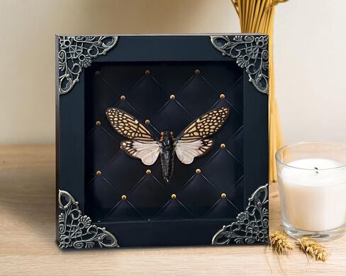 Real Cicada Tailanga Taxidermy Rhombus Frame Dried Insect Shadow Box Beetle Bug Black Wooden Specimen Room Display Oddity Tabletop Standable Wall Hanging Home Decor K12-63-NEM in Saudi Arabia