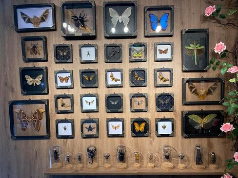 Real Cicada Tailanga Taxidermy Rhombus Frame Dried Insect Shadow Box Beetle Bug Black Wooden Specimen Room Display Oddity Tabletop Standable Wall Hanging Home Decor K12-63-NEM in Saudi Arabia