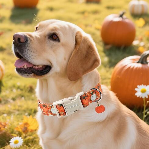 DOGWONG Fall Pumpkin Dog Collar- Cute Daisy Pumpkin Dog Collars Adjustable Orange Halloween Thanksgiving Dog Collar for Small Medium Large Dogs L in Kuwait