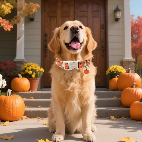 DOGWONG Fall Pumpkin Dog Collar- Cute Daisy Pumpkin Dog Collars Adjustable Orange Halloween Thanksgiving Dog Collar for Small Medium Large Dogs L in Kuwait
