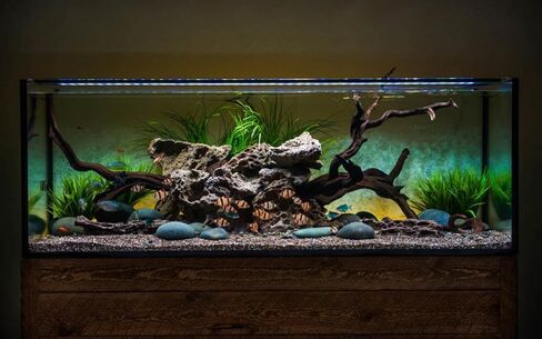 CURRENT USA 24-36" Satellite Color RGBW Full-Spectrum LED Aquarium Light - Freshwater, Wireless 24-Hour Timer, Adjustable Tank Mounts (4511) in Saudi Arabia