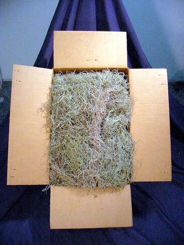 Real Spanish Moss Approx 10 lbs Boxed, Cleaned in Saudi Arabia