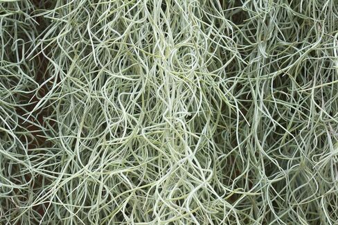 Real Spanish Moss Approx 10 lbs Boxed, Cleaned in Saudi Arabia