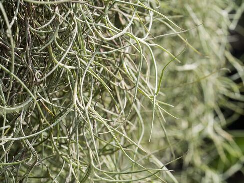 Real Spanish Moss Approx 10 lbs Boxed, Cleaned in Saudi Arabia