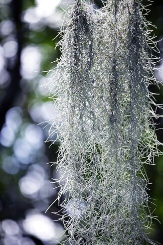 Real Spanish Moss Approx 10 lbs Boxed, Cleaned in Saudi Arabia