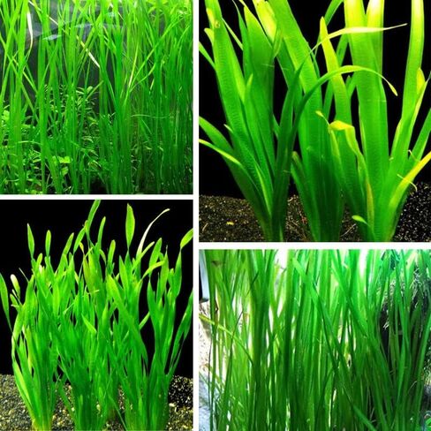 15 Jungle Vals Plants, Jungle Vallisneria Aquarium Plant Live for Gardening, 8 Inc to 10 Inc Long, No Ship to CA in Saudi Arabia