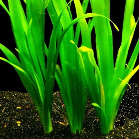 15 Jungle Vals Plants, Jungle Vallisneria Aquarium Plant Live for Gardening, 8 Inc to 10 Inc Long, No Ship to CA in Saudi Arabia