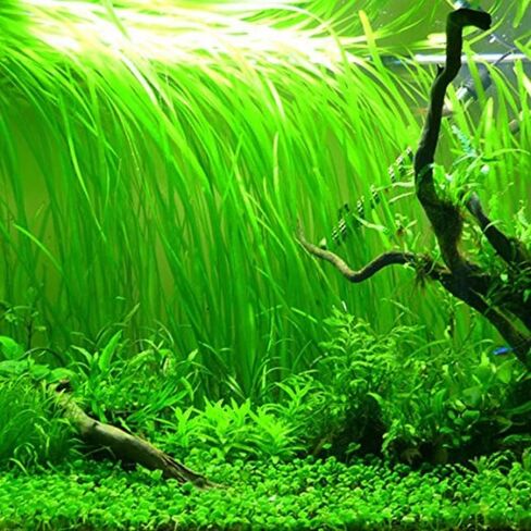 15 Jungle Vals Plants, Jungle Vallisneria Aquarium Plant Live for Gardening, 8 Inc to 10 Inc Long, No Ship to CA in Saudi Arabia