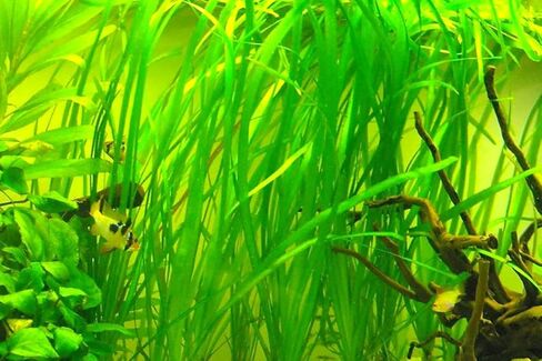 15 Jungle Vals Plants, Jungle Vallisneria Aquarium Plant Live for Gardening, 8 Inc to 10 Inc Long, No Ship to CA in Saudi Arabia