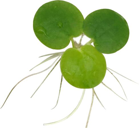 Aquarium Floating Plants Package #2, 12 Amazon Frogbit, 12 Dwarf Water Lettuce, 12 Water Spangles, 12 Red Root Floater in Saudi Arabia