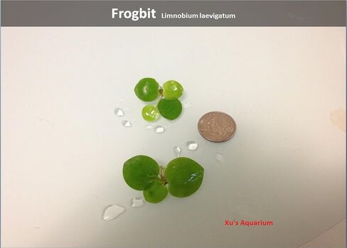 Aquarium Floating Plants Package #2, 12 Amazon Frogbit, 12 Dwarf Water Lettuce, 12 Water Spangles, 12 Red Root Floater in Saudi Arabia