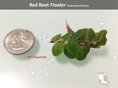 Aquarium Floating Plants Package #2, 12 Amazon Frogbit, 12 Dwarf Water Lettuce, 12 Water Spangles, 12 Red Root Floater in Saudi Arabia