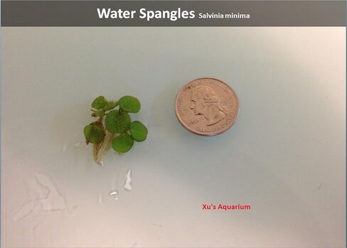 Aquarium Floating Plants Package #2, 12 Amazon Frogbit, 12 Dwarf Water Lettuce, 12 Water Spangles, 12 Red Root Floater in Saudi Arabia