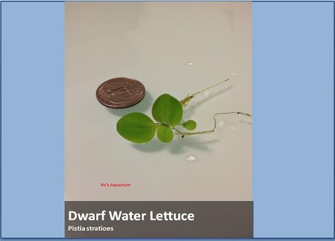 Aquarium Floating Plants Package #2, 12 Amazon Frogbit, 12 Dwarf Water Lettuce, 12 Water Spangles, 12 Red Root Floater in Saudi Arabia
