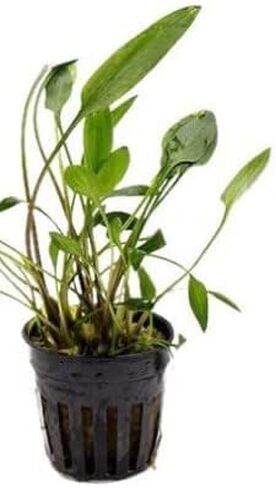 Lush Green Lutea Crypt (Cryptocoryne Lutea) Bundles (3-5-12)- Vibrant Freshwater Aquarium Plant (3) in Saudi Arabia