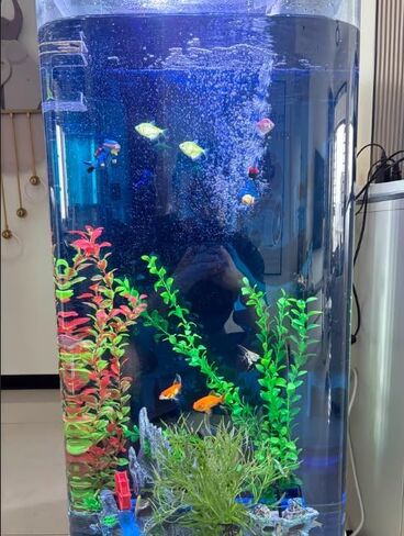 50 Gallon Long-Term No-Water-Change Fish Tank 19.7W x 15.7L x 45.3H Ecological Aquarium LED Light Large Vertical Fish Tank in Saudi Arabia