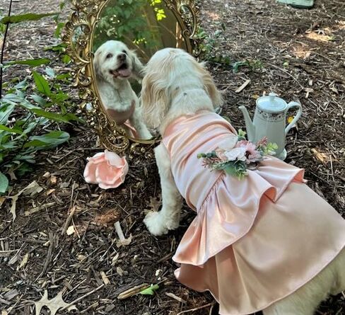 The Rustica Wedding Flower Dog Dress | Satin Dog Dress (Forest Green, X-Large (18-24 lbs)) in Kuwait