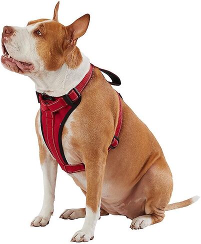 KONG Max Ultra Durable Neoprene Padded Chest Plate Dog Harness Offered by The Barker Company (Red, Small) in Saudi Arabia