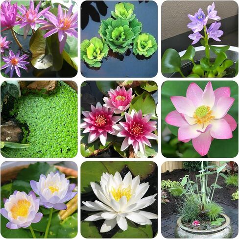 Aquatic Plant Soil & Aquarium Soil, Natural Organic Substrate for Water Plants - Safe for Fish, Nutrient-Rich Clay Base for Lotus & Water Lily (AquaticSoil, 3.3 LBS) in Saudi Arabia