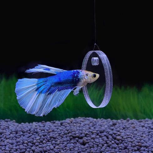 1 Set 7cm Betta Fish Training Mirror, Aquarium Exercise,for Tank Fish Antidepressant Work Out 7cm Special for Betta Fitness Mirror Betta Mirror Aquarium Decor in Saudi Arabia