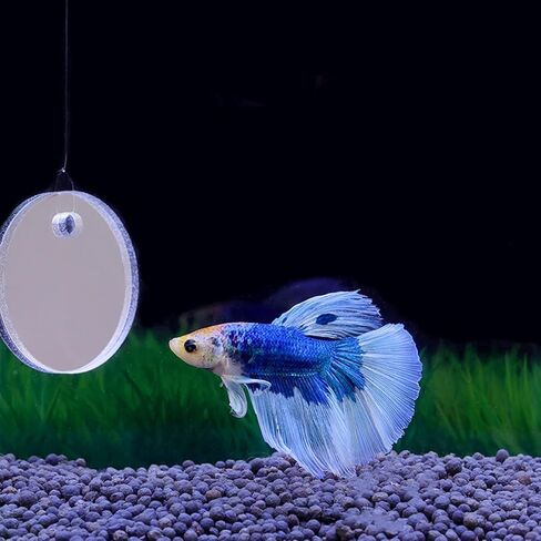 1 Set 7cm Betta Fish Training Mirror, Aquarium Exercise,for Tank Fish Antidepressant Work Out 7cm Special for Betta Fitness Mirror Betta Mirror Aquarium Decor in Saudi Arabia