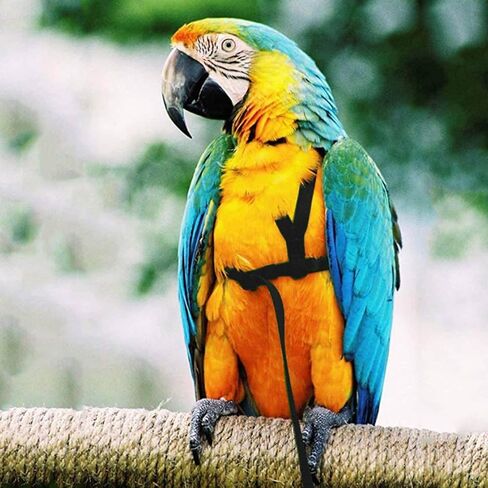 Bird Harness Leash Adjustable Parrot Flying Rope Bite Proof Outdoor Training Traction Rope Nylon Webbing Elastic Aviator Harness with Metal Buckle for Cockatiel Conure (XL) in Saudi Arabia