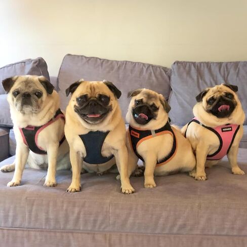 Best Pet Supplies - All Weather Mesh / Plush, Reflective, No Pull Harness for Small, Medium Dogs, Cats - Secure with Hook & Loop Fastener, Buckle, Double D-Rings - Blue/Black Trim, L in Saudi Arabia