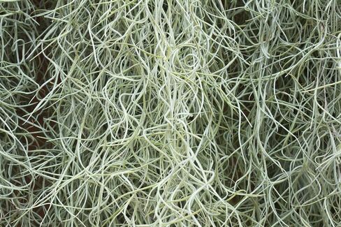 Fresh Spanish Moss for Potted Plants, Crafts, and Floral Arrangements. Super-Soft Green Plant Filler Moss, Cleaned, Natural Fresh Moss - 5lb in Saudi Arabia